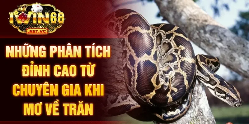 Những phân tích đỉnh cao từ chuyên gia khi mơ về trăn